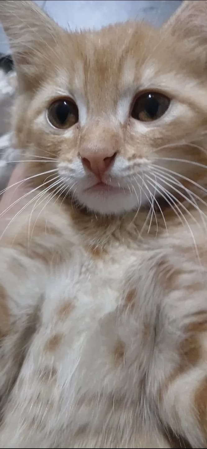 Merhaba bu bebişe yuva arıyorum