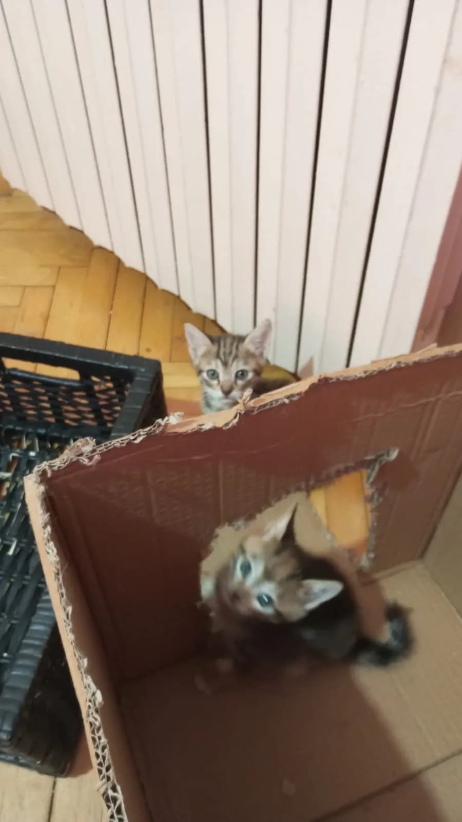 3 adet tekir yavru kedi