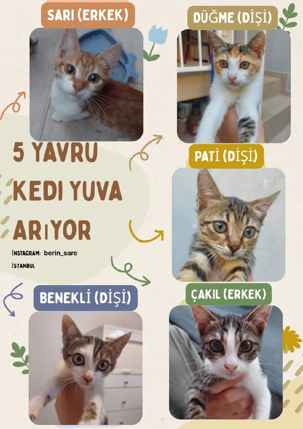 Acil 5 yavru kediye yuva arıyorum