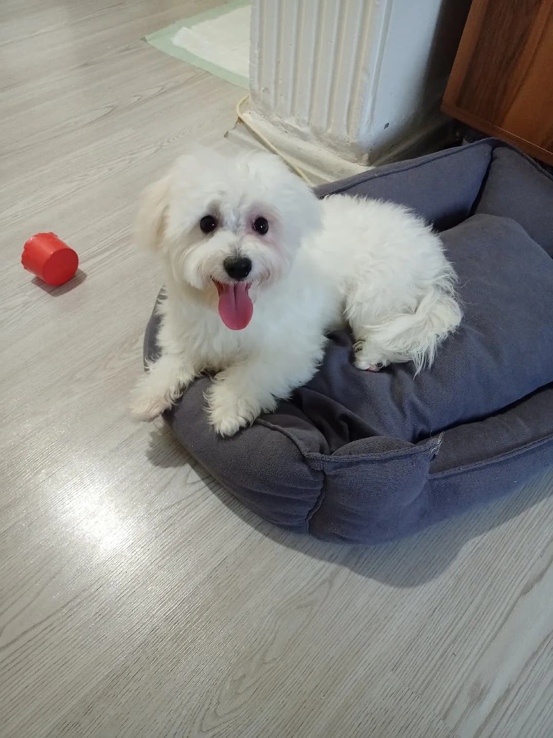 Maltes Terrier 4.5 Yaşında