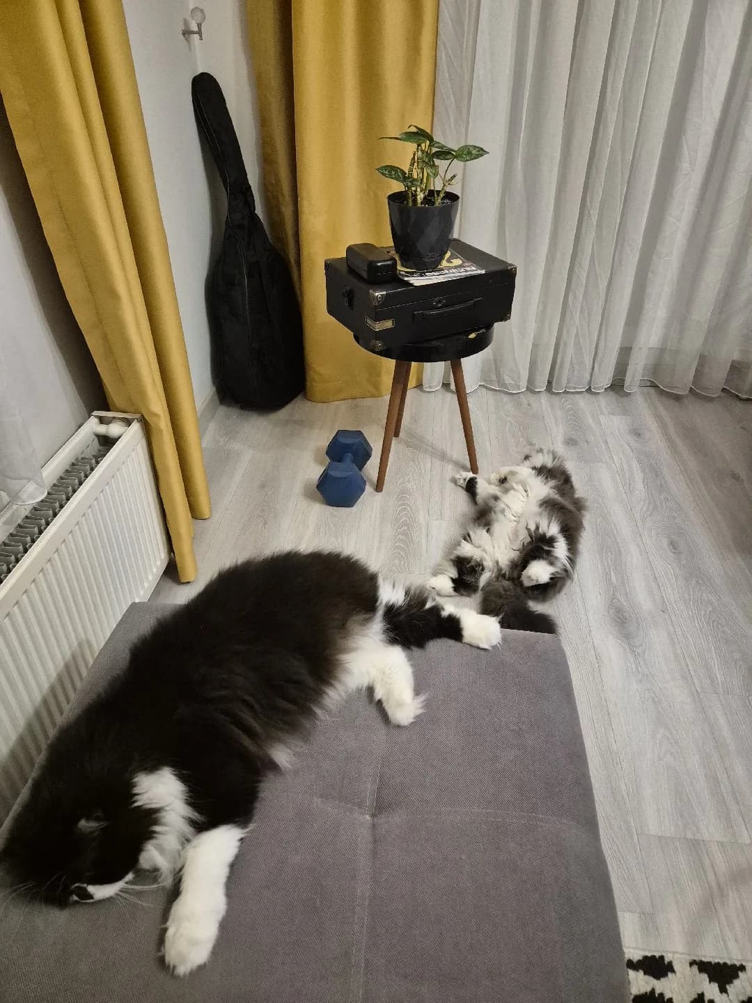 Kardeşler yeni yuvalarını arıyor