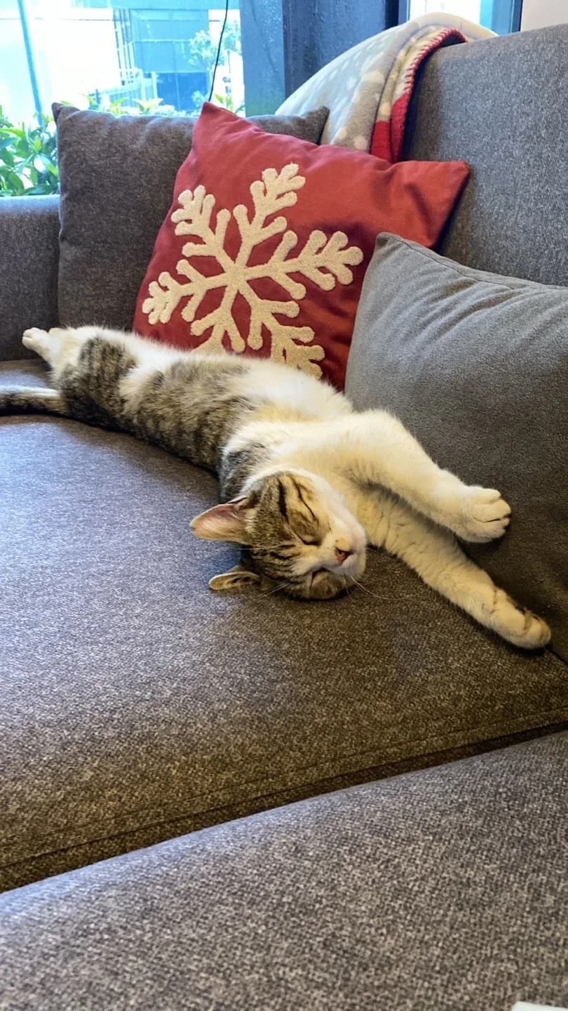 PİLATESÇİ KEDİ YUVA ARIYOR